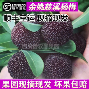 余姚慈溪杨梅新鲜现摘宁波孕妇当季水果浙江鲜果荸荠种炭梅杨梅