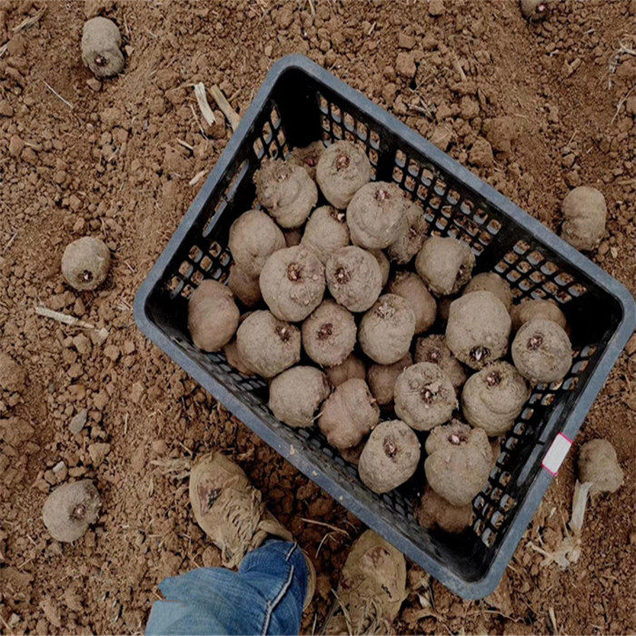 【10斤79包邮】云南魔芋种子 二代种子  50到300克 送种植资料