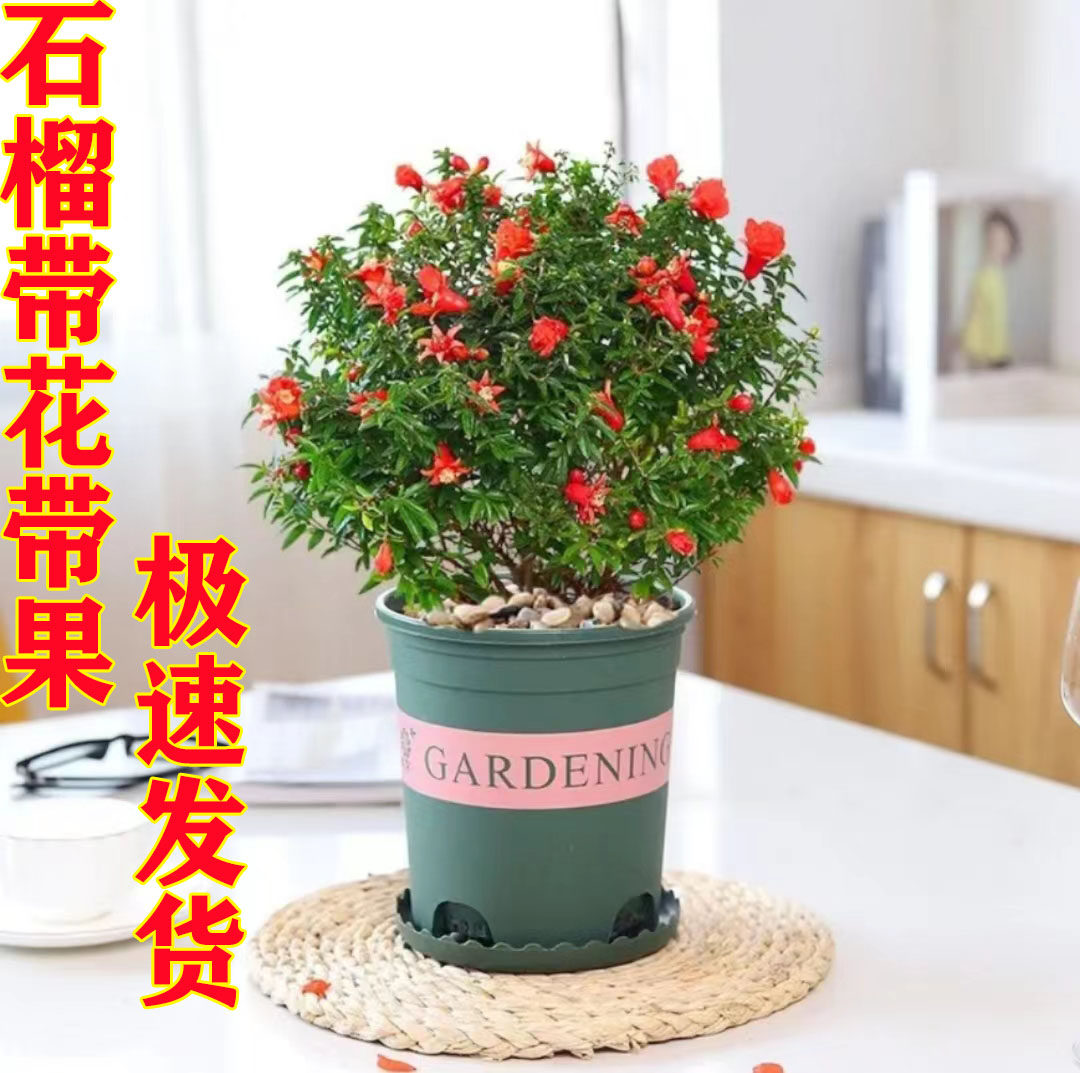 石榴花盆栽果树树苗室内客厅庭院观赏植物四季开花好养活花卉绿植