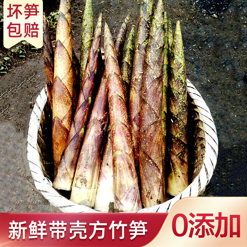 云南新鲜带壳竹笋现挖现发图片