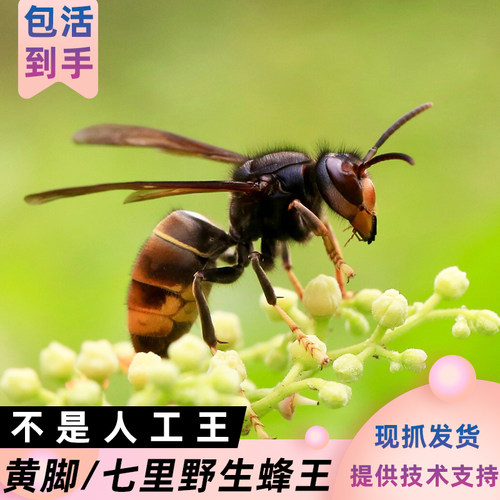 黄脚蜂王野王云南本地红头七里蜂王马蜂种苗胡蜂王金环活体可泡酒