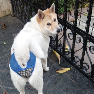 狗狗防狼裤母狗生理裤子避孕月事裤衣服装宠物防骚扰狗绝育防交配