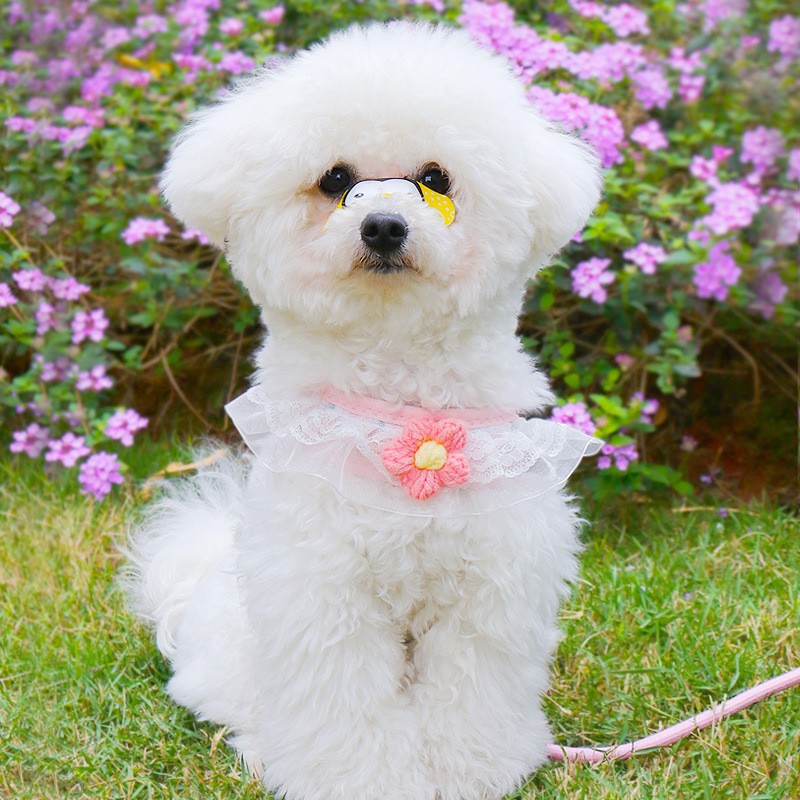 狗链胸背带猫链小型犬宠物猫咪背带绳栓狗绳子防挣脱不勒脖牵引绳