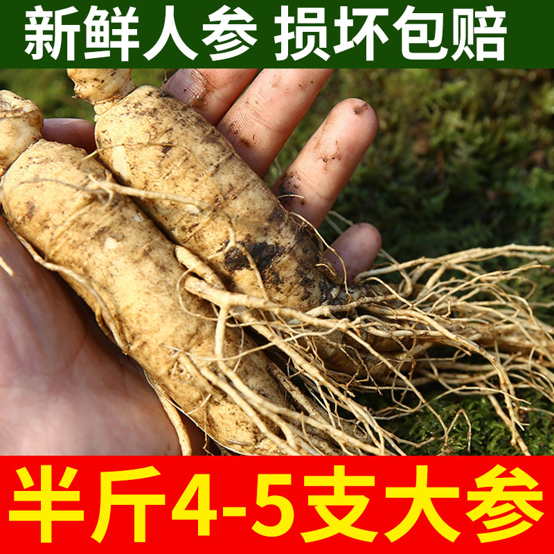 买2发500g1斤东北长白山带土新鲜人参鲜人参泡酒大个不是野生山参|ruв категории традиционные питательный пища, женьшень класса тоник, женьшень/женьшень - от Buy2taobao.com для оказания профессиональной услуги покупки агента Taobao