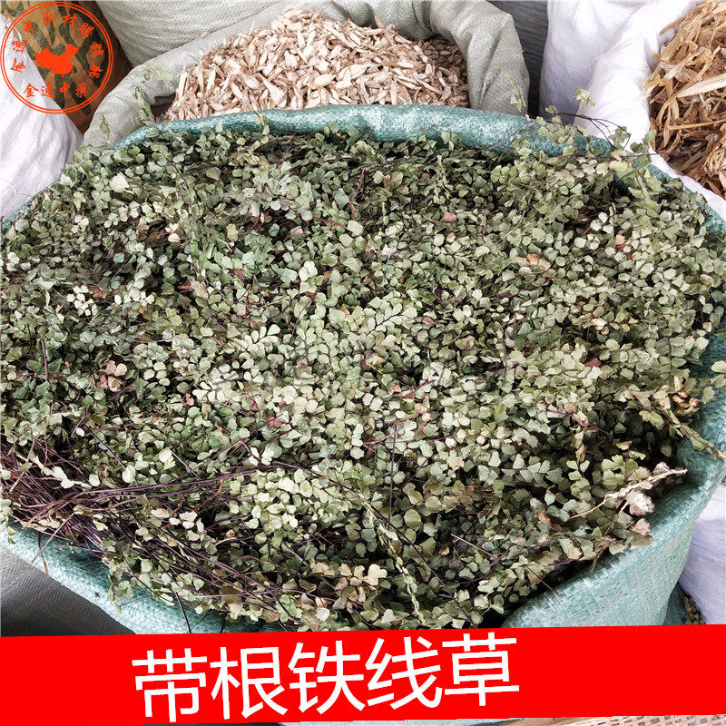 中药材猪鬃草2斤包邮 铁线蕨 铁线草水猪毛七猪毛草黑骨芒箕带根