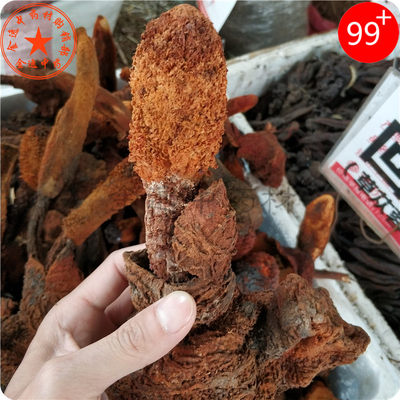 西藏顶天柱1000g 回春草不老草男性中药材泡酒料