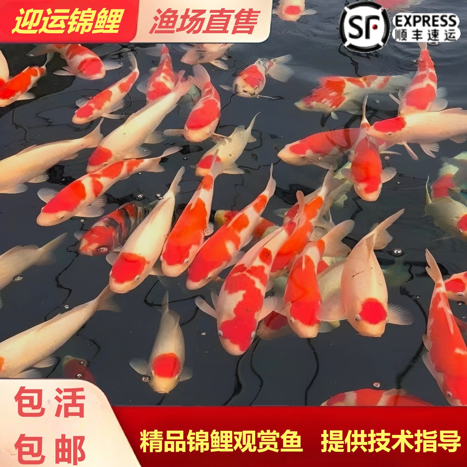 纯种日系红白观赏锦鲤冷水淡水鱼