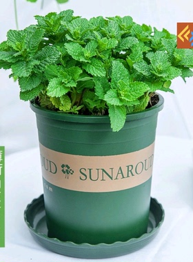 Fresh mint potted mint leaves office green plant herb plants