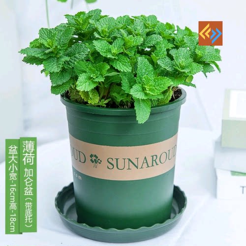 Fresh mint potted mint leaves office green plant herb plants