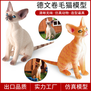 饰 儿童实心认知德文卷毛猫仿真动物模型网红猫摆件桌面家居装