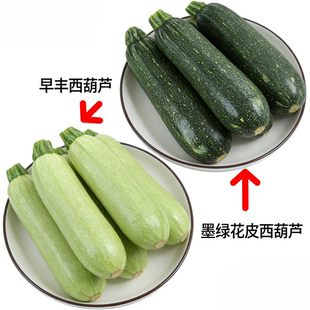 东北早熟角瓜种子 庭院菜园种植西葫芦农村菜园吉林老品种蔬菜籽