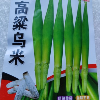 东北乌米种子 食用菌高粱乌籽 农村菜园小面积种植营养真菌山野菜