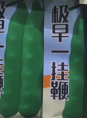 一挂鞭油豆角种子45天早熟