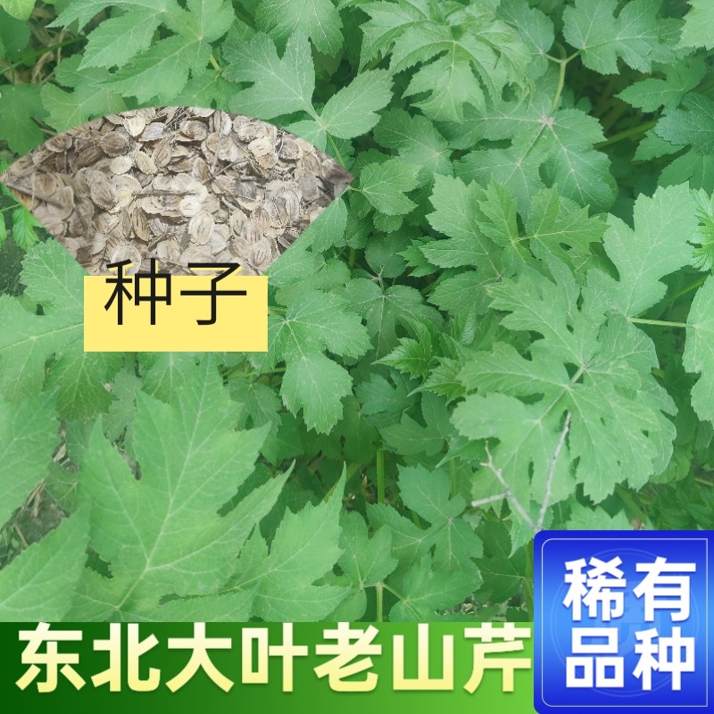 东北老山芹种子 大叶野生品种山野菜植物稀有蔬菜包邮包饺子好吃