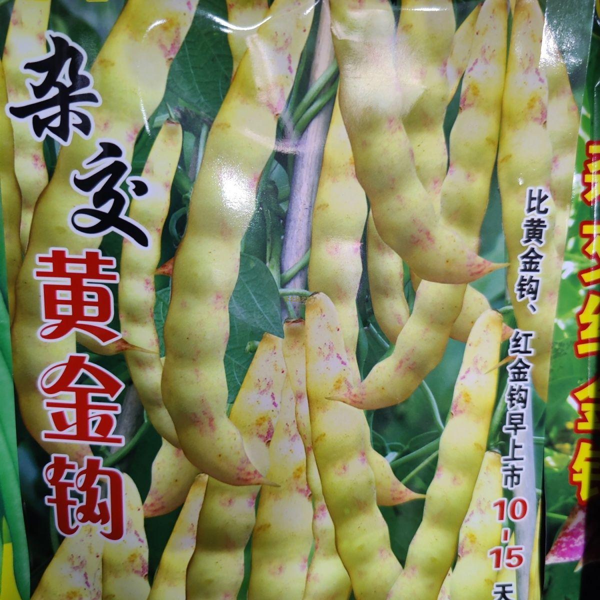 杂交黄金勾豆角种子四季蔬菜种子