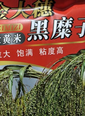 东北大黄米种子 90天早熟品种黑糜子吉林省特产品种1米3矮秧糜子