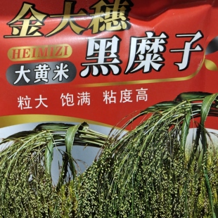 东北大黄米种子 90天早熟品种黑糜子吉林省特产品种1米3矮秧糜子