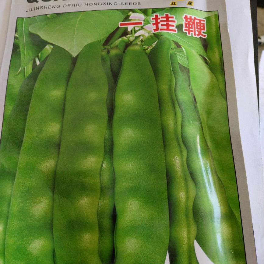 一挂鞭油豆角种子 45天早豆角子东北老品种角宽肉厚早熟架豆种子