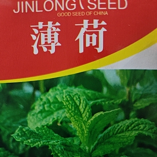 薄荷种子阳台盆栽植物室内留香猫薄荷食用山野菜凉薄荷菜籽花种籽