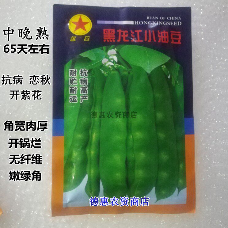 东北高产小油豆 老品种架豆恋秋紫花65天采收油荚宽豆角子 开锅烂