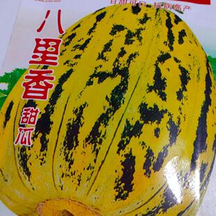 八里香甜瓜种子 东北老品种80天采收中晚熟香瓜起沙甜面菜园水果