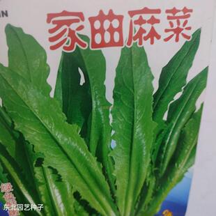 野生苦麻菜种子 阳台盆栽四季易活山野菜籽黑龙江彩色包装寝麻菜
