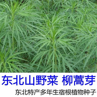 野生柳叶蒿种子东北蒌蒿水蒿籽山野菜驴藜养生香水艾春季包饺子菜