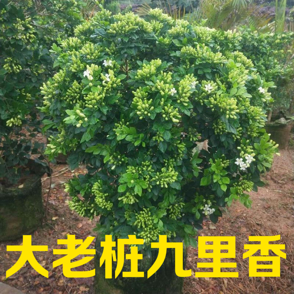 老桩九里香四季开花驱蚊驱虫庭院室内绿植盆栽七里香浓香型植物