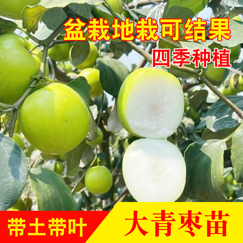 当年挂果 枣树活苗金丝蜜枣红枣苗牛奶台湾大青枣苗树苗嫁接树苗