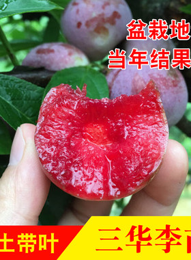 三华李树苗 早熟米李苗三月李 迟熟三华李子银妃三华李嫁接果树苗