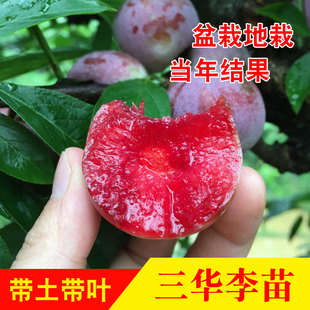 三华李树苗 早熟米李苗三月李 迟熟三华李子银妃三华李嫁接果树苗