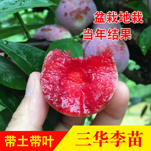 三华李树苗 早熟米李苗三月李 迟熟三华李子银妃三华李嫁接果树苗