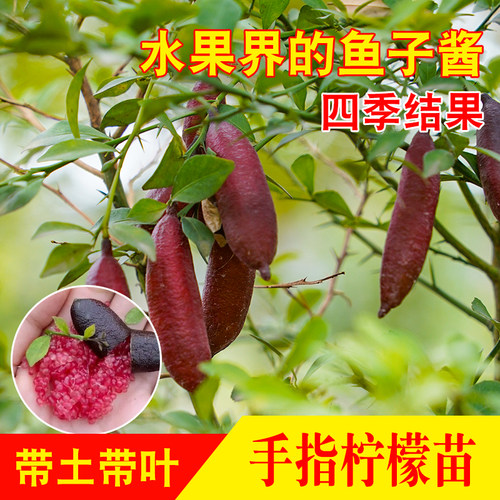 新品澳洲血柠手指柠檬果鱼子酱拇指柠檬树苗盆栽带果阳台庭院
