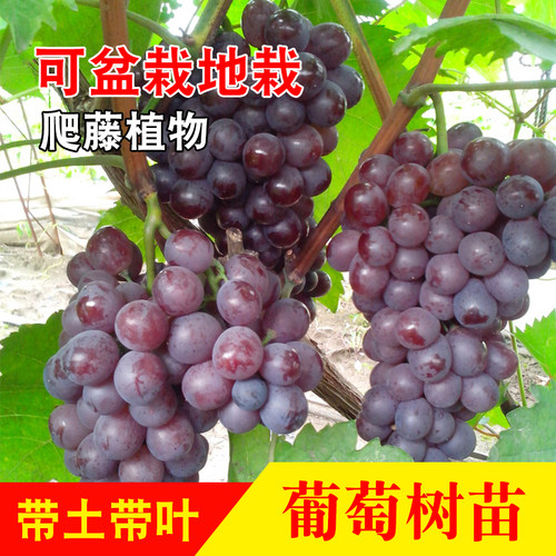 夏黑巨峰阳光玫瑰晴王盆栽苗香提子葡萄苗树苗南北方种爬藤一级苗