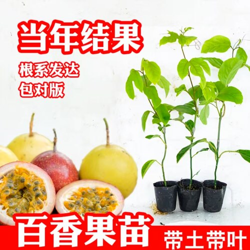 黄金百香果树苗当年结果四季常绿