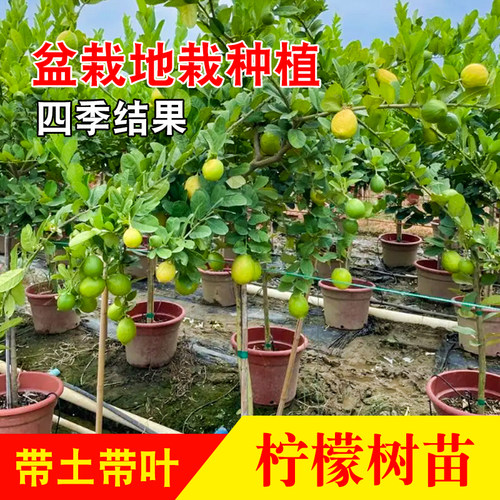 柠檬树树苗广东香水四季柠檬土柠檬青柠檬无籽嫁接高压树苗可盆栽