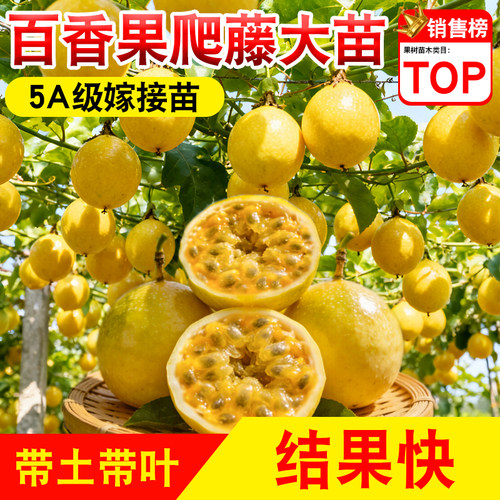 广西嫁接纯甜黄金百香果苗紫钦香蜜当年结果庭院盆栽爬藤带土带叶
