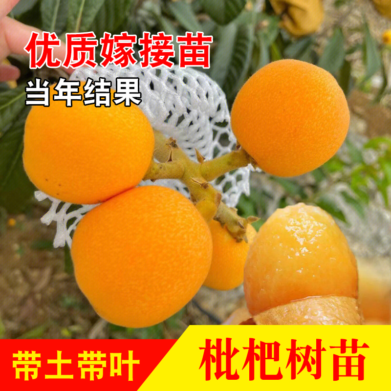 嫁接庭院当年结果大五星枇杷树苗