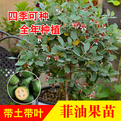 新奇观赏大果费约果斐济果菲油果水果树苗盆栽南方庭院种植带土发