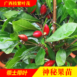 化酸为甜的神秘果神奇果变味果果树苗种子苗盆栽地栽带土带叶