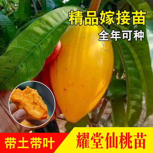 四季耀堂仙桃果树苗鸡蛋蛋黄果嫁接苗果树果苗仙桃苗南方盆栽庭院