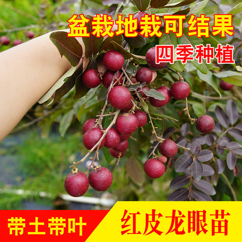 新品种四季红皮龙眼红宝石树苗嫁接水果苗果桂圆树苗盆栽地栽南方