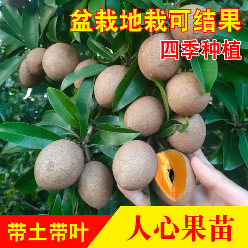 四季盆栽地栽四季软枝人心果苗