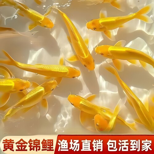 纯种精品锦鲤纯色黄金白金黑金火鲤渔场直售易养耐活冷水淡水活鱼