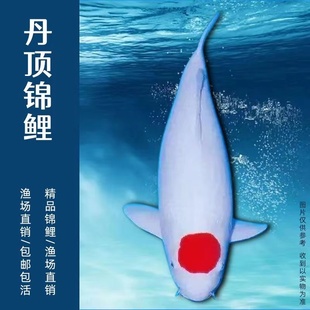 锦鲤纯种活鱼万里江山一点红运当头丹顶锦鲤淡水冷水赏金鱼