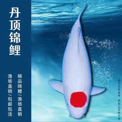 锦鲤纯种活鱼万里江山一点红运当头丹顶锦鲤淡水冷水赏金鱼