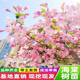 海棠树苗庭院西府垂丝海棠花盆栽地栽大型四季花卉耐寒南北方种植