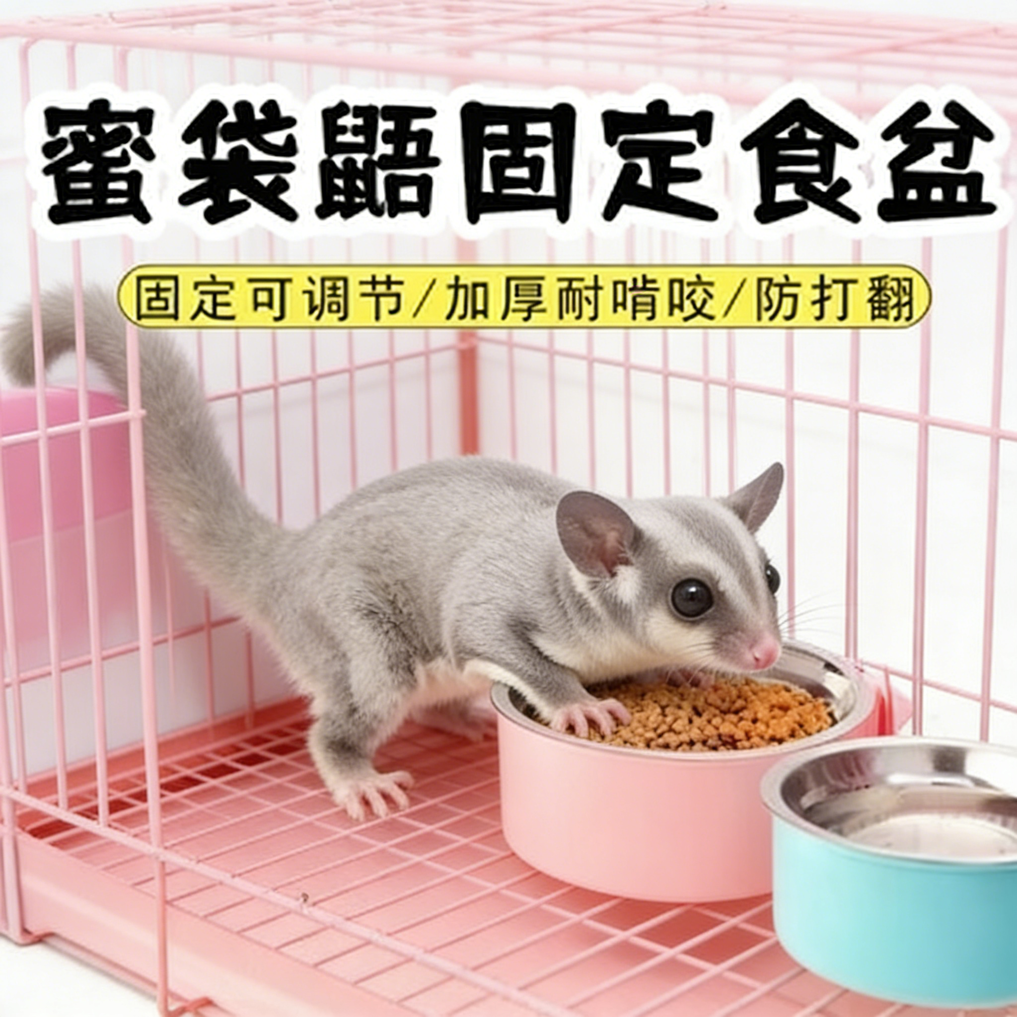 侏儒兔蜜袋鼯松鼠食盆吃饭