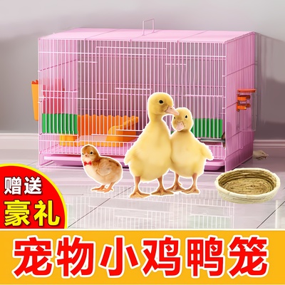 小鸭子笼鸡宠物柯尔的家用