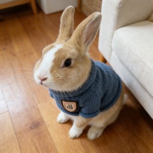 小兔子衣服冬季保暖防掉毛背心侏儒垂耳兔专用衣服幼兔宠物服饰